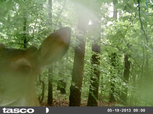 Deer Cam