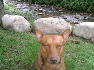 Rooster Chillin at Grandfather Vineyards
