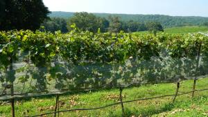 Montaluce Winery & Estates, Dahlonega, Georgia