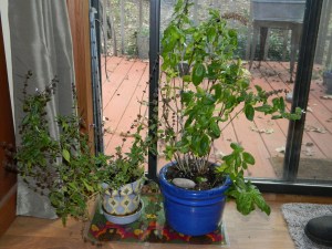 Basil Indoors